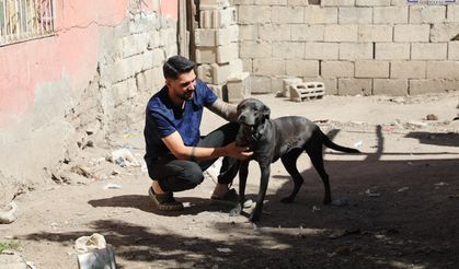 Sokak hayvanlarına ücretsiz mama: Tuşba Belediyesi'nden anlamlı uygulama