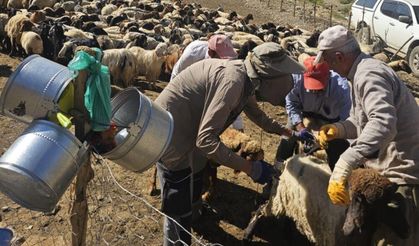 Şarbona Karşı Seferberlik: Aşılama Çalışmaları Aralıksız Sürüyor