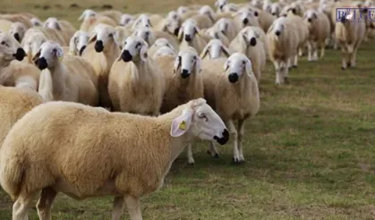 Van’da Çiftçilere Destek: 270 Bin Koyun Dağıtıldı