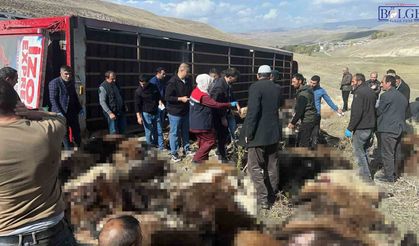 Erzurum’da Hayvan Yüklü Tır Devrildi: 130 Küçükbaş Hayvan Telef Oldu