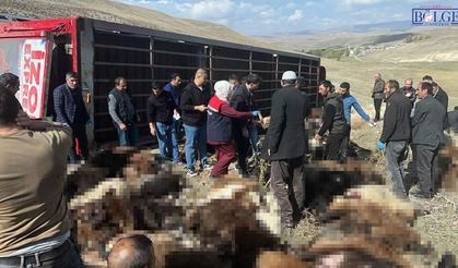 Hayvan yüklü tır devrildi: 130 küçükbaş hayvan telef oldu