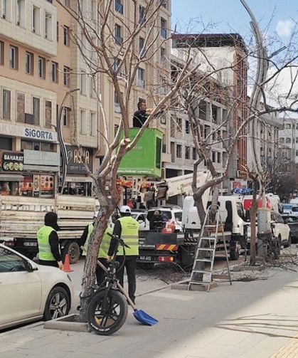 Büyükşehir'den ağaç budama çalışması…