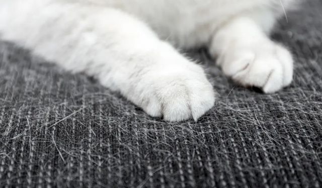 Kedi tüyü dökülmemesi için ne yapmamız lazım?