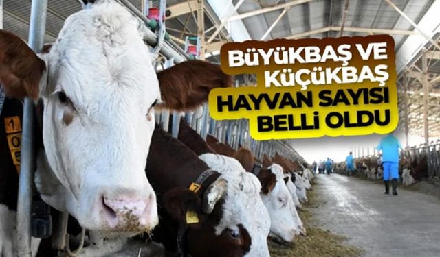 Büyükbaş hayvan sayısı Haziran ayında 16 milyon 555 bin baş oldu