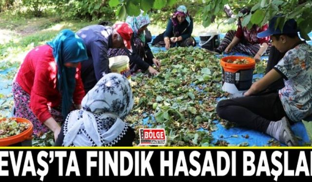 Gevaş’ta fındık hasadı başladı