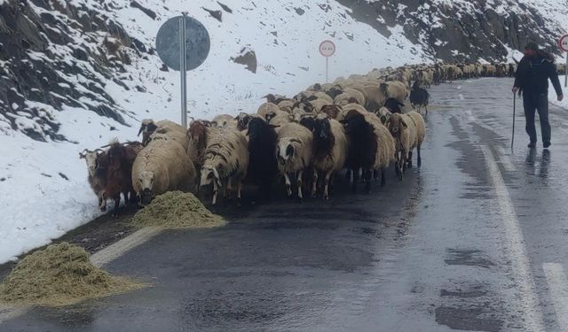 Van'da besicilerin zorlu kış mesaisi başladı