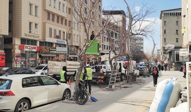 Büyükşehir'den ağaç budama çalışması…