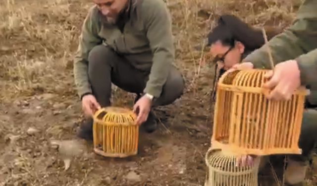Van'da kaçak avlanan keklikler doğaya bırakıldı