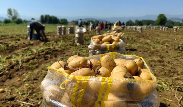 Patates ihracatı 2 ayda 114 kat arttı