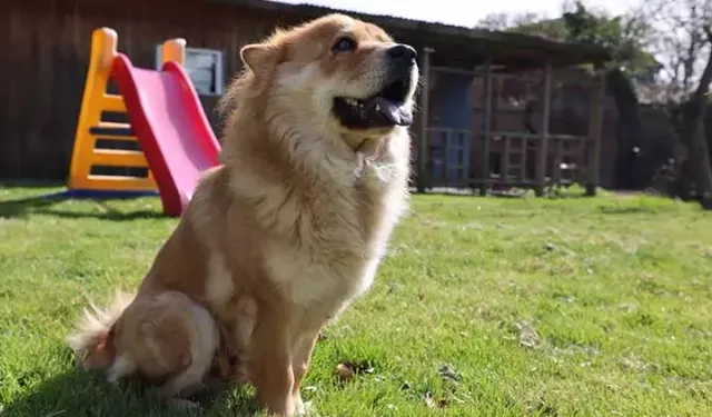Köpek vergileri 2025 yılında arttı