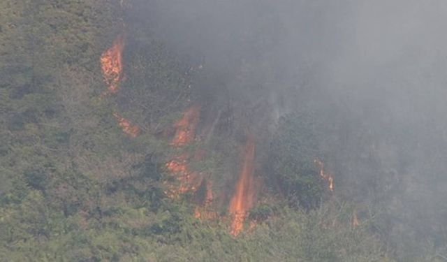 Japonya’da orman yangını: Bin 534 kişiye tahliye uyarısı yapıldı