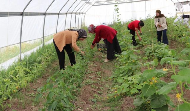 Özalp’te Kadın Emeğiyle Kurulan Kadın Bostanı İlk Hasadını Verdi