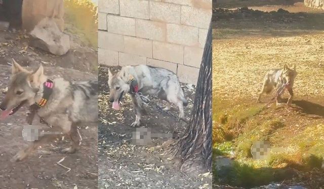 Van Muradiye’de Zincire Bağlanan Kurt Tepki Topladı