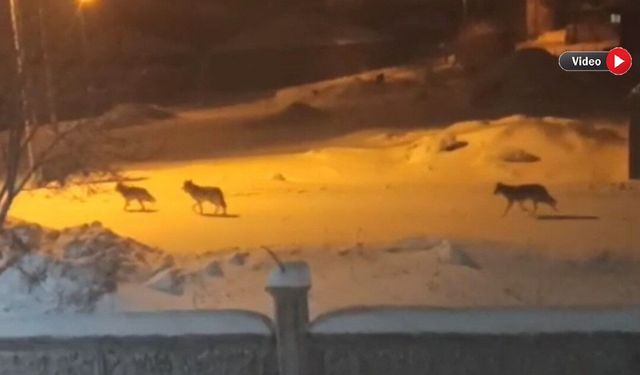 Van’da Kurt Sürüsü Mahallelere İndi