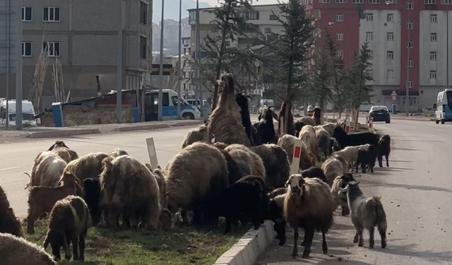 Koyun sürüsü yolu kapattı, sürücüler cep telefonlarına sarıldı