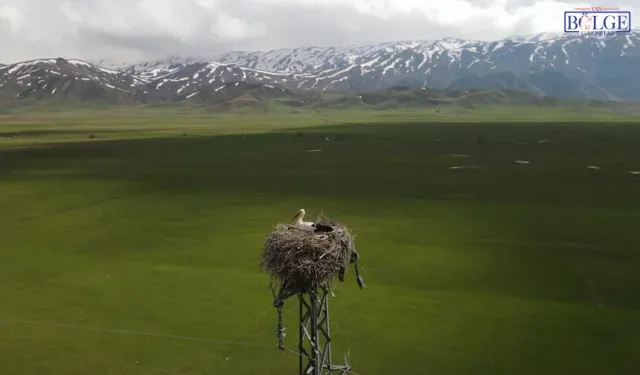 Kuş Cenneti’nde Bahar Büyüsü: Leylekler Yuvaya Döndü