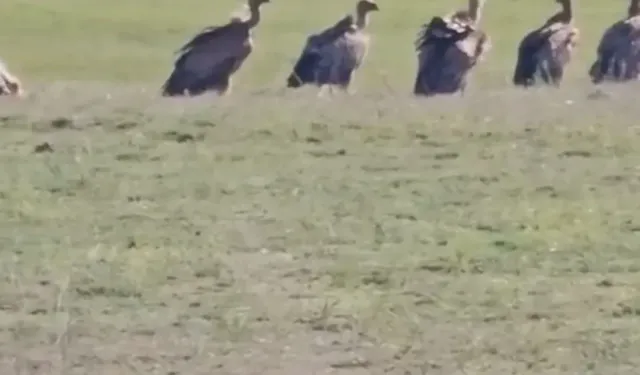 Van’da Nadir Görülen Manzara! Onlarca Kızıl Akbaba Aynı Anda Görüntülendi