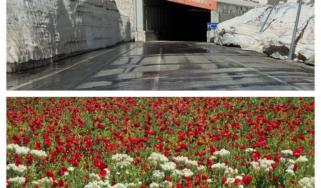 Van’da şaşırtan manzara: Bir yanda çiçekler, diğer yanda metrelerce kar