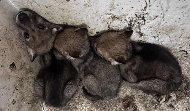 Van YYÜ’de Kurt ve Tilki Yavruları Koruma Altına Girdi