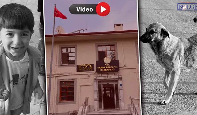 Vanlılar soruşturma kararını değerlendirdi: ‘Sokak hayvanlarına çare bulunmalı’