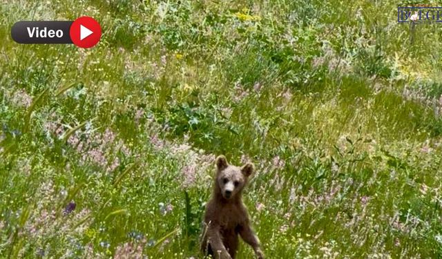 Van’da İlginç Anlar: Ekiplerin Karşısına Ayı Yavrusu Çıktı