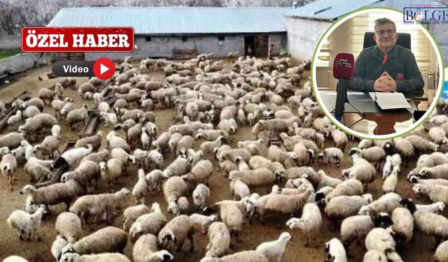Van’da Hayvancılıkta Tehlike Var mı? Sektörde Son Durum Ne?