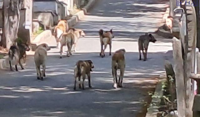 Van'da başıboş köpeklerin saldırısına uğrayan kadın yaralandı