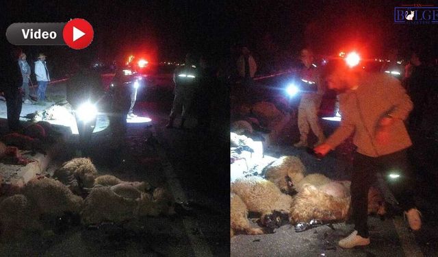 Van’da Gece Yarısı Otomobil Sürüye Daldı, Çok Sayıda Koyun Telef Oldu