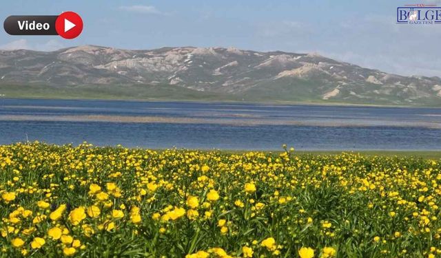 Van'ın Saklı Cenneti Sarıya Büründü: 2 Bin 800 Yıllık Mirasta Büyüleyen Manzara