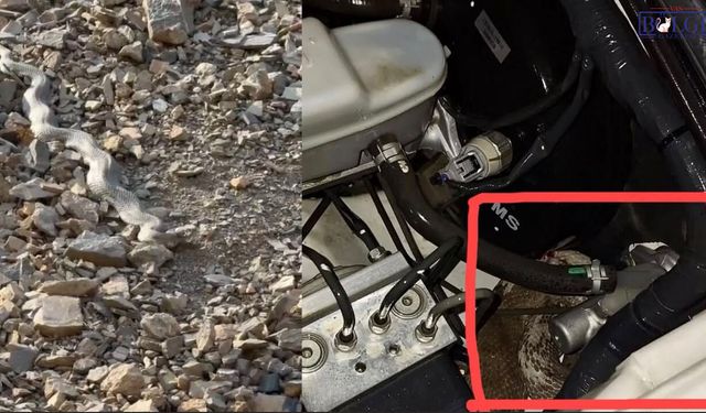 Hakkari’de Akıl Almaz Olay: İşçileri Taşıyan Aracın Motoruna Yılan Girdi