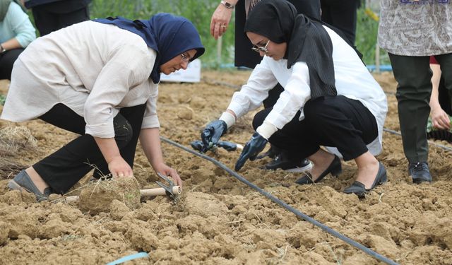 Kadın Emeği Toprakla Buluştu: Başkale’de 7 Bin Lahana Fidesi Toprakla Buluştu
