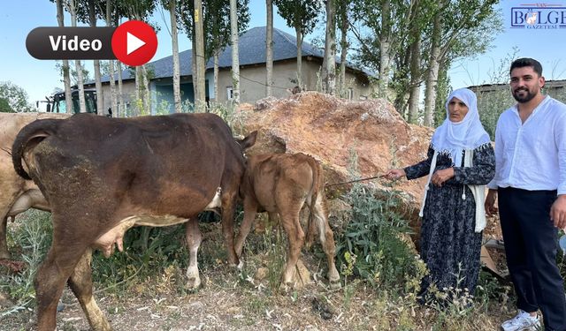 İneği Telef Olan Aileye Vanlı Hayırseverden Anlamlı Destek