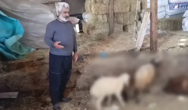 Kurtlar Ağıla Daldı: 14 Koyun Telef Oldu, 30 Hayvan Kayıp