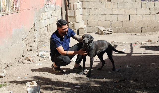 Sokak hayvanlarına ücretsiz mama: Tuşba Belediyesi'nden anlamlı uygulama