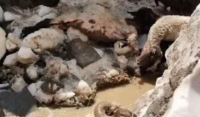 Çöken Kar Kütlesi 25 Koyunu Canından Etti