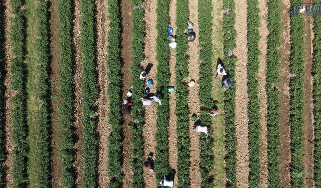 40 derecede ekmek mesaisi: Muş Ovası’nda biber hasadı başladı