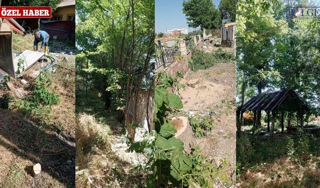 70 Yıllık Ağaçlar Projeye Kurban Ediliyor