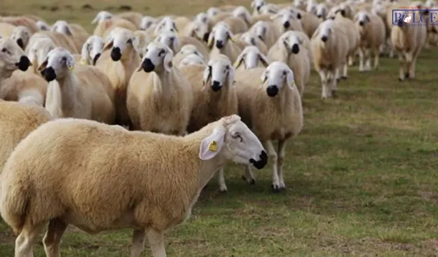 Van’da Çiftçilere Destek: 270 Bin Koyun Dağıtıldı