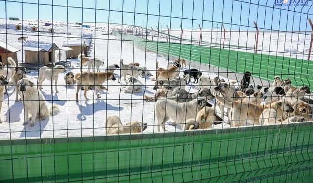 Van'da Sahipsiz Köpekler Nereye Götürülüyor?