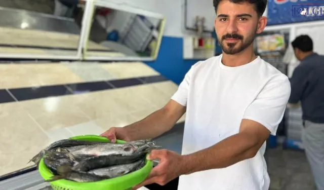 Av Yasağı Sona Erdi! İnci Kefali Yeniden Tezgahta