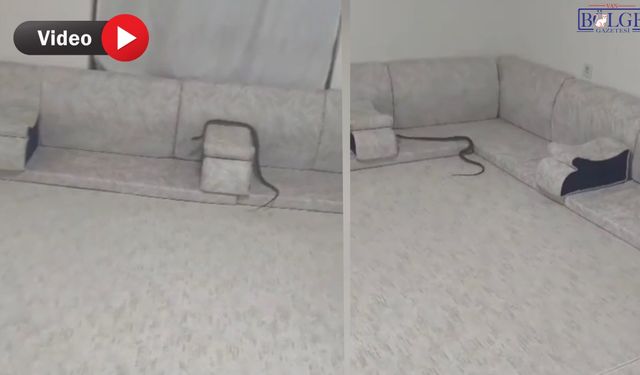 Misafir beklerken eve yılan girdi! Şaşkınlıkla izleyip, kameraya aldılar