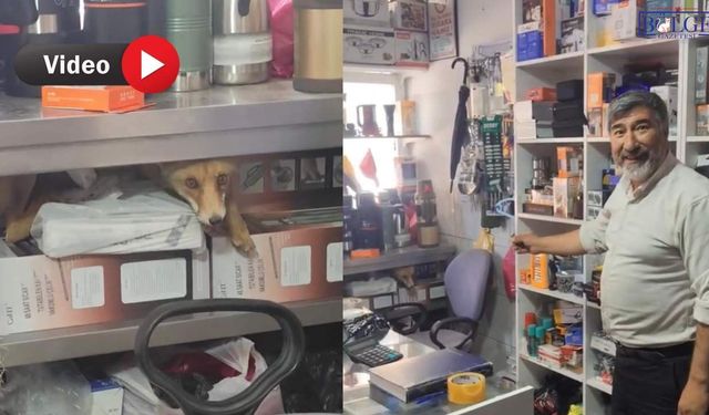 Van'da Tilki Dükkâna Girince Esnaf Şaşırdı! Sıcak Sohbet Gülümsetti