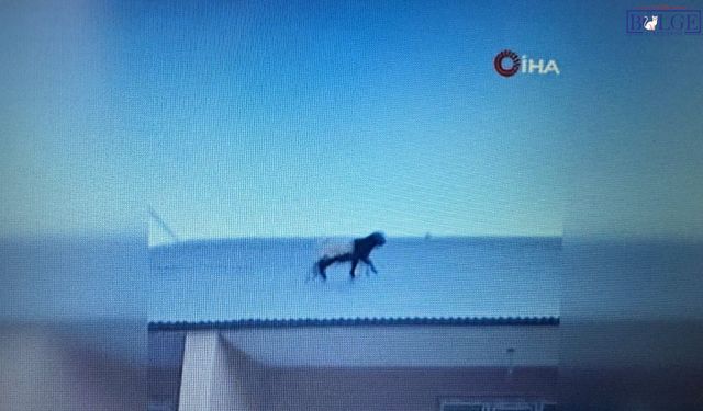 Van'da Keçi Macerası! Çatıya Çıkan İki Yaramaz Oğlak Mahalleliyi Seferber Etti
