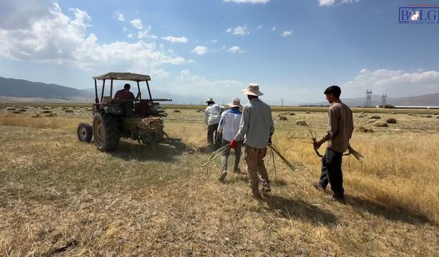 Kavurucu Sıcağa Meydan Okuyorlar! Gün Boyu Tarlada Ter Döküyorlar