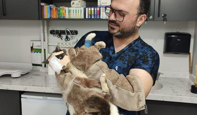 Yüzündeki tümörle yaşam mücadelesi veren sokak kedisi ameliyatla kurtarıldı