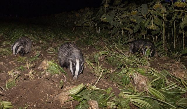 Gece Ortaya Çıkıyorlar! Porsuklar Tarlaları İstila Etti