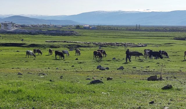 Kuduz Alarmı! Büyükbaş Hayvanda Tespit Edildi, Bölge Karantinaya Alındı