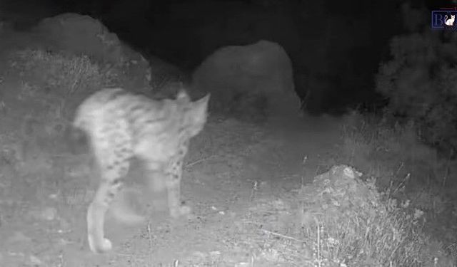 Tunceli’de Ormanın Gizli Misafirleri Fotokapana Takıldı
