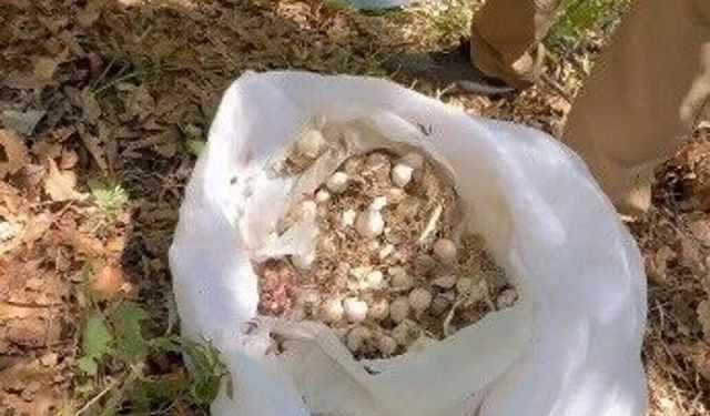 Dağ sarımsağı operasyonu! 3 kişiye 2 milyon lira ceza