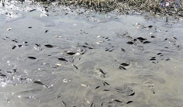 Binlerce Balık Ölümle Karşı Karşıya Kaldı